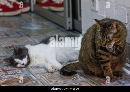 Il gatto Tabby sbadiglia accanto a un gatto grigio e bianco rilassato adagiato su un pavimento piastrellato splendidamente decorato, che mostra il fascino e la personalità di feline com Foto Stock