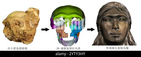 (241208) -- CHIZHOU, 8 dicembre 2024 (Xinhua) -- questa foto fornita dall'Istituto di Paleontologia dei vertebrati e Paleoantropologia dell'Accademia cinese delle scienze mostra il processo di ricostruzione craniofacciale di un fossile cranico rinvenuto nel sito di Hualongdong nella contea di Dongzhi della città di Chizhou, nella provincia di Anhui della Cina orientale. Gli scienziati cinesi hanno scoperto dozzine di fossili umani risalenti a 300.000 anni fa, che sono i primi trovati in Asia orientale in termini di processo di evoluzione verso l'Homo sapiens, la specie a cui appartengono tutti gli esseri umani moderni. I fossili umani Foto Stock