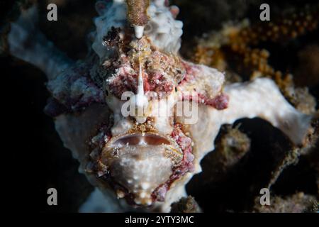 Un rana della guerra, Antennarius maculatus, utilizza un'efficace mimetica per fondersi nel suo ambiente variegato della barriera corallina nello stretto di Lembeh, Indonesia. Foto Stock