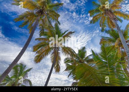 Una foto vivace di alta qualità che mostra una splendida scena di look tropicale con palme TREEZ nella Repubblica Dominicana. Le lussureggianti palme oscillano delicatamente Foto Stock