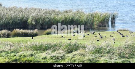 Uccelli sullo stagno della spiaggia di Winchelsea. Foto Stock