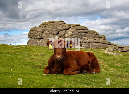 Haytor rock a Dartmoor in Inghilterra. Haytor rock con una mucca sedeva in primo piano. Famoso punto di riferimento in granito in un parco nazionale del Devonshire. Foto Stock