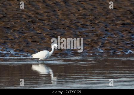 Piccola egretta, Egretta garzetta, a caccia di pesce a Brancaster, sulla costa nord del Norfolk. Foto Stock