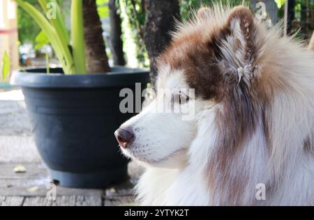 Primo piano di una bellissima Husky siberiana in rame che si rilassa nel cortile Foto Stock