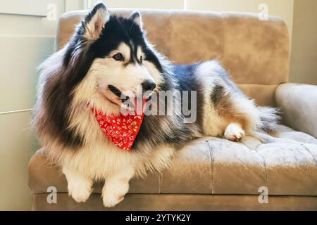 Splendido Husky siberiano che si rilassa su un divano Foto Stock