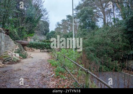 Oxford, Regno Unito, 8 dicembre 2024. Un grande albero blocca Headington Hill completamente dopo Storm Darragh. Headington Hill è la strada principale dal centro di Oxford verso Londra e la M40. Gli autobus e gli altri tipi di traffico vengono deviati prima dell'inizio dei lavori di sgombero della strada. Crediti: Martin Anderson/Alamy Live News. Foto Stock