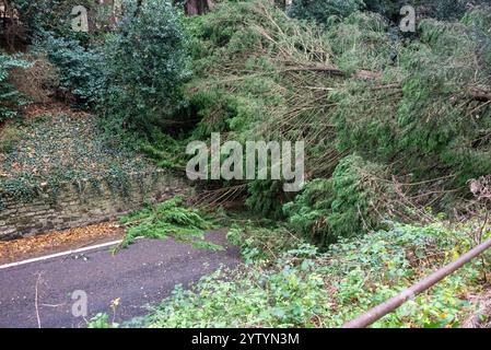 Oxford, Regno Unito, 8 dicembre 2024. Un grande albero blocca Headington Hill completamente dopo Storm Darragh. Headington Hill è la strada principale dal centro di Oxford verso Londra e la M40. Gli autobus e gli altri tipi di traffico vengono deviati prima dell'inizio dei lavori di sgombero della strada. Crediti: Martin Anderson/Alamy Live News. Foto Stock