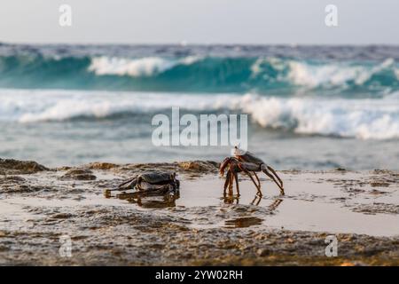 Combattimenti di granchio Foto Stock