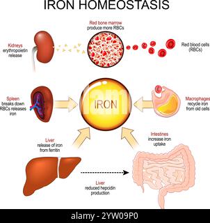 Omeostasi di ferro. Metabolismo del ferro. Emocromatosi e anemia da carenza di ferro. Livelli normali di ferro nel sangue. Eritropoiesi. poster. Illustrazione vettoriale Illustrazione Vettoriale