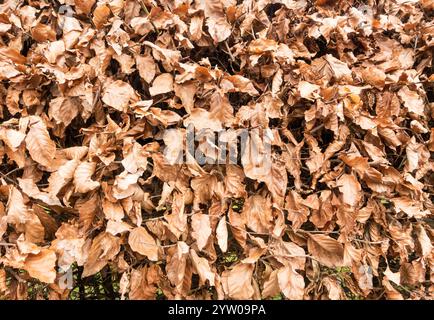 Sezione di una siepe di faggio in inverno, Inghilterra, Regno Unito Foto Stock