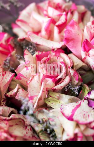 Questa immagine mostra una splendida vista ravvicinata di un bouquet splendidamente organizzato caratterizzato da delicate rose rosa e bianche incontaminate Foto Stock