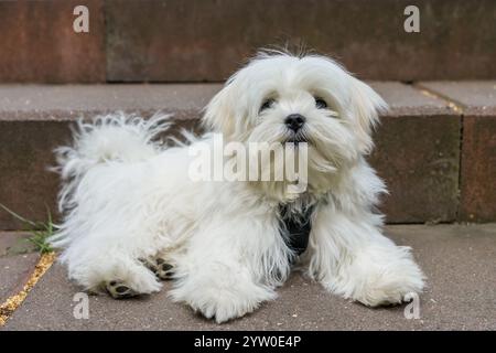 Ritratto di un simpatico cucciolo di frise bichon con pelliccia bianca soffice che guarda verso la fotocamera. Ritratto di un piccolo cane bianco. Foto Stock