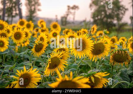 Campo agricolo di girasole in serata in cui i girasoli fiorivano completamente. Foto Stock