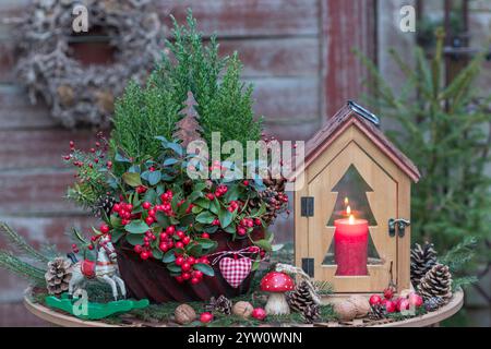 giardino di natale con gultheria procumbens e conifere in una vecchia muffa gugelhupf e una lanterna di legno Foto Stock