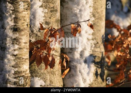 Foglie secche illuminate dal sole su una linea di faggi (Fagus Sylvatica) con neve aggrappata ai tronchi Foto Stock