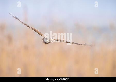 Femmina Hen harrier, Circus cyaneus, o la caccia di harrier settentrionale sopra un prato durante un inverno freddo Foto Stock