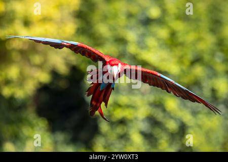 Primo piano di Macao rosso e verde, Macao alato verde, Ara chloropterus, in volo Foto Stock
