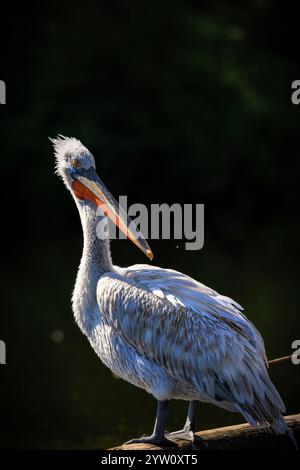 Primo piano di un pellicano dalmata Pelecanus crispus Foto Stock