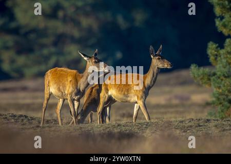 Femmina rosso cervo doe o hind Cervus elaphus in un prato con erica viola di fronte a una foresta in una giornata di sole. Foto Stock