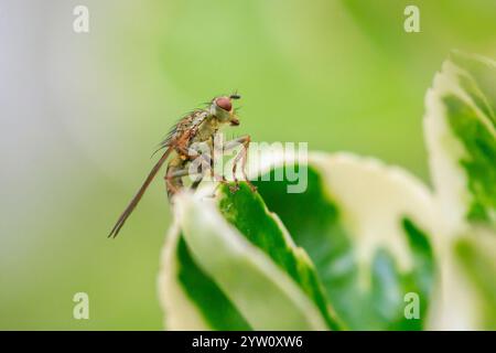 Primo piano di un insetto Scathophaga stercoraria, noto anche come mosca gialla del letame o mosca dorata del letame, che poggia su una foglia verde Foto Stock