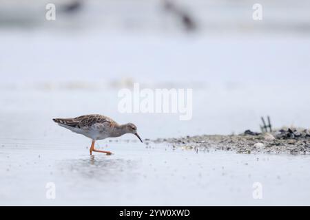 Primo piano di un Ruff, un pugnax di Calidris, un uccellino che si allena nelle zone umide Foto Stock