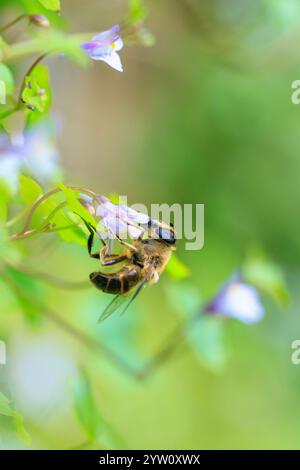Drone fly Eristalis tenax insetto in volo su una giornata di sole durante la stagione primavera Foto Stock