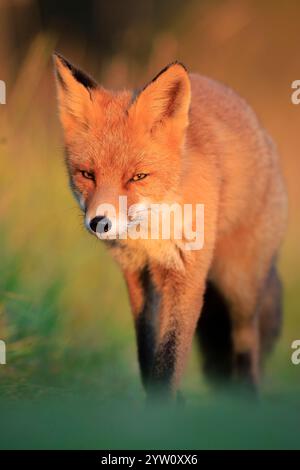 Giovani volpi rossi selvatici che riposano al tramonto. La luce del sole e i colori della stagione autunnale o autunnale sullo sfondo. Foto Stock