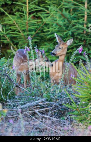 Capriolo (Capreolus capreolus) madre con un fawn in piedi nella foresta tra colorati fiori viola foxglove (digitalis purpurea), Assia, Germania Foto Stock