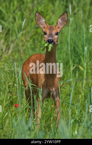 Capriolo (Capreolus capreolus) femmina con foglie nella museruola in piedi nei terreni agricoli che si nutrono di grano, Assia, Germania Foto Stock