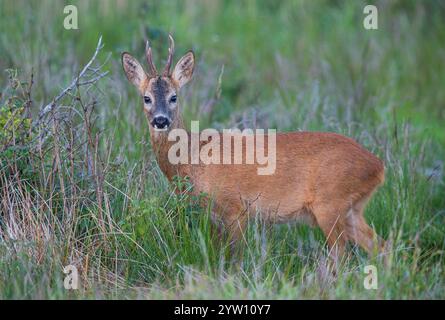 Roebuck (Capreolus capreolus) primo piano nella foresta, Assia, Germania Foto Stock