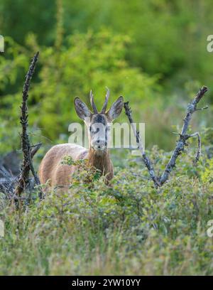Roebuck (Capreolus capreolus) primo piano nella foresta, Assia, Germania Foto Stock