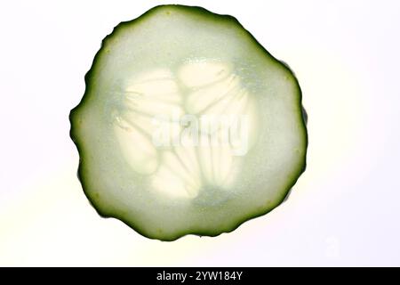 Una fetta sottile di cetriolo fresco su sfondo bianco. Fetta di verdure. Foto Stock
