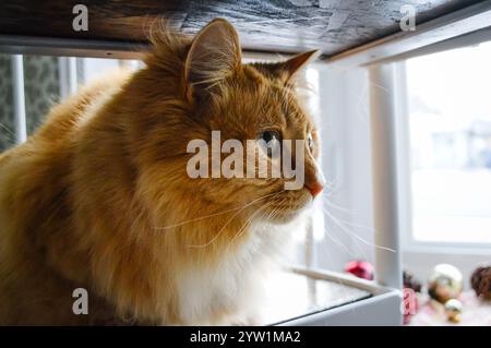 Un gatto tabby arancione dai capelli lunghi seduto sulle scale che guardano fuori dalla finestra Foto Stock