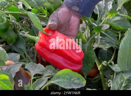 I lavoratori raccolgono a mano il peperone rosso biologico "Capsicum annuum" , luce del mattino presto. Foto Stock
