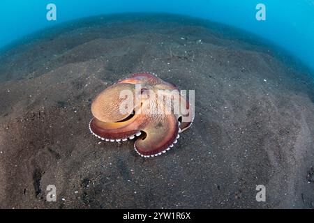 Un polpo di cocco, Amphioctopus marginatus, strizza attraverso il fondale marino nello stretto di Lembeh, Indonesia. Questi cefalopodi usano bucce di cocco come riparo. Foto Stock