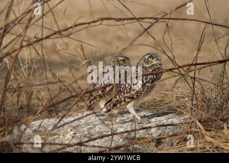 Due gufi scavatrici (Athene cunicularia) che guardano il cielo alla ricerca di potenziali pericoli - Santa Elena, Ecuador. Foto Stock