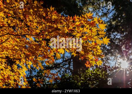 Un albero con foglie gialle è in primo piano e un tronco di albero è sullo sfondo. Il sole splende attraverso le foglie, creando un calore e un'invit Foto Stock