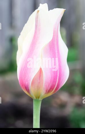 Vista laterale ravvicinata di un tulipano rosa e bianco che inizia ad aprirsi Foto Stock