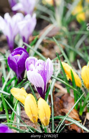 I fiori di croco in sfumature di viola e giallo cominciano a fiorire Foto Stock