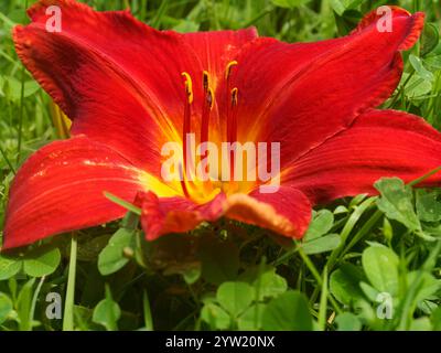 Giglio rosso in fiore Foto Stock