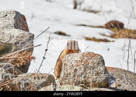 Marmotta tra le rocce nel parco nazionale di Ala-Archa, Kirghizistan. Ambiente ad alta quota, animali selvatici, fauna selvatica Foto Stock