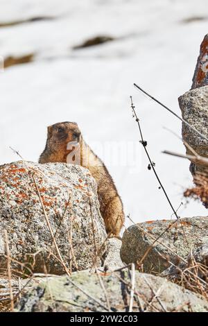 Marmotta tra le rocce nel parco nazionale di Ala-Archa, Kirghizistan Foto Stock