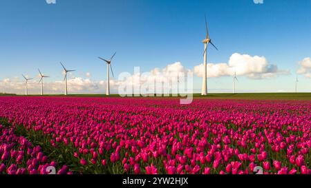 Un campo di vibranti tulipani viola ondeggia nel vento, con maestose turbine a vento sullo sfondo, su un cielo limpido. energia verde in th Foto Stock