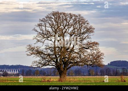 Vecchio Oak Tree dentro. La Werra Valley Foto Stock