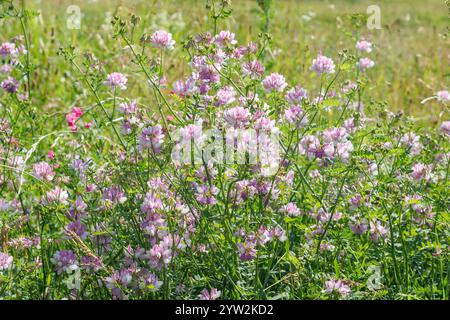 Coronilla o Securigera varia veccia della corona o erba della vecchiaia della corona viola. Ammassi di variegati fiori bianchi e rosa in globose sborrate su lungo peduncl Foto Stock