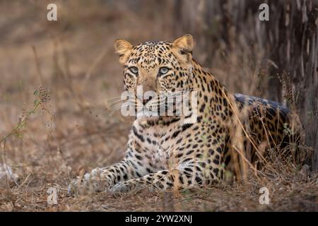 enorme leopardo maschile selvaggio o panthera pardus nella riserva di leopardi jhalana jaipur rajasthan india asia. la bella arte di panther si presenta in primo piano o con un ritratto Foto Stock