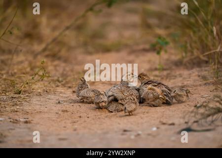 Famiglia selvaggia di francolino grigio o pergamena grigia o Francolinus pondicerianus con piccoli pulcini che camminano insieme nella giungla o nella foresta di Ranthambore Foto Stock