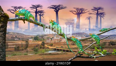 Un gruppo di colorati camaleonti di Parson appollaiano su un ramo di albero, circondato da torreggianti alberi di baobab. Il paesaggio rurale del Madagascar, i campi verdi e il SM Foto Stock