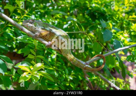 Un vivace camaleonte pantera con pelle rossa scura e strisce bianche strisciano su un ramo d'albero. La sua coda è arricciata e gli occhi sono concentrati su qualcosa che non va Foto Stock