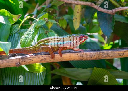 Un vivace camaleonte pantera con pelle rossa scura e strisce bianche strisciano su un ramo d'albero. La sua coda è arricciata e gli occhi sono concentrati su qualcosa che non va Foto Stock